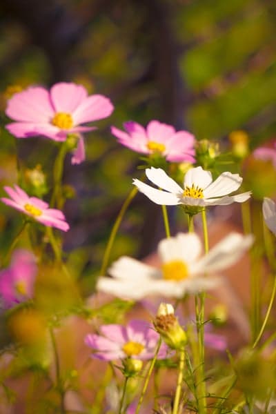 Soft Focus Pink and White Cosmos Flowers in Sunlight