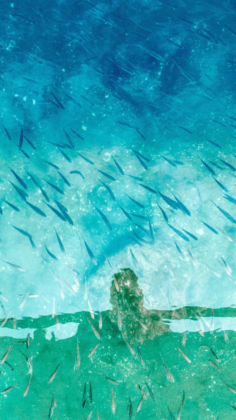 Silver fish spiral through clear blue water with sunlight reflecting on the rippled surface from above.