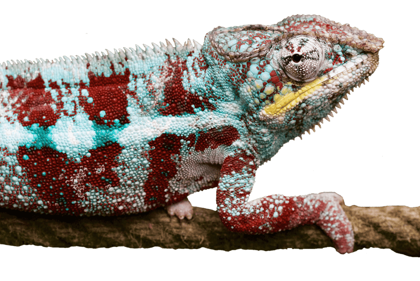 Chameleon with red and blue scales perched on a thin twig against a solid green studio backdrop in sharp focus.