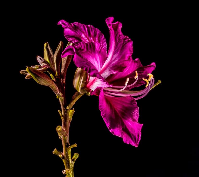 Purple Orchid Tree flower features fuchsia petals with white veins and yellow stamens against a black background.
