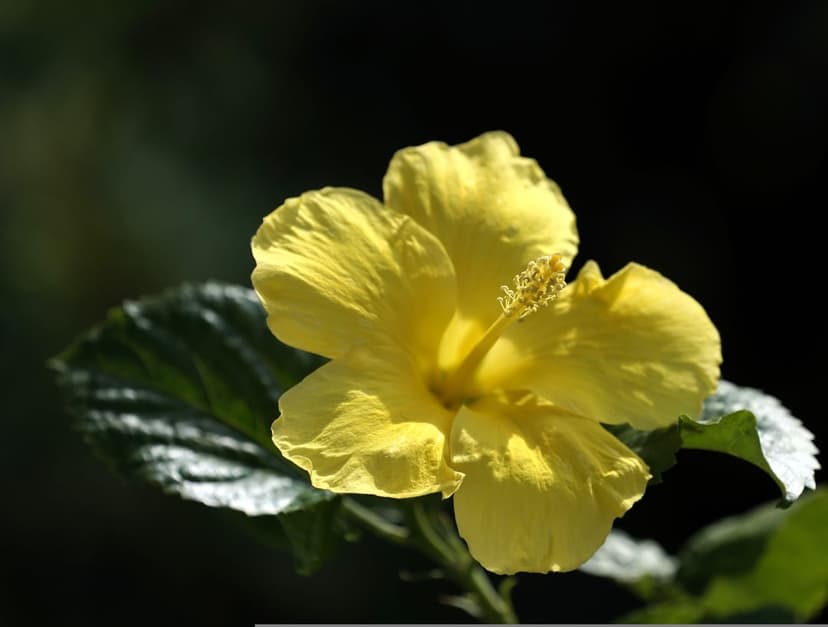 Yellow hibiscus bloom with detailed petals and a green leaf against a dark background in soft morning sunlight.