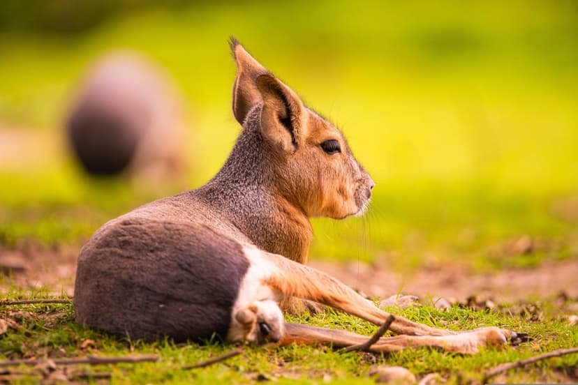 Patagonian Mara with tall ears sits on vibrant green grass with a soft-focus background in a natural meadow.