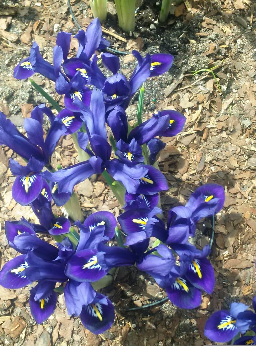 Purple iris flowers with yellow beards bloom in a sunny garden bed with brown mulch and blurred greenery.
