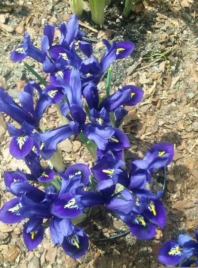 Vibrant Purple Iris Flowers in Spring Garden