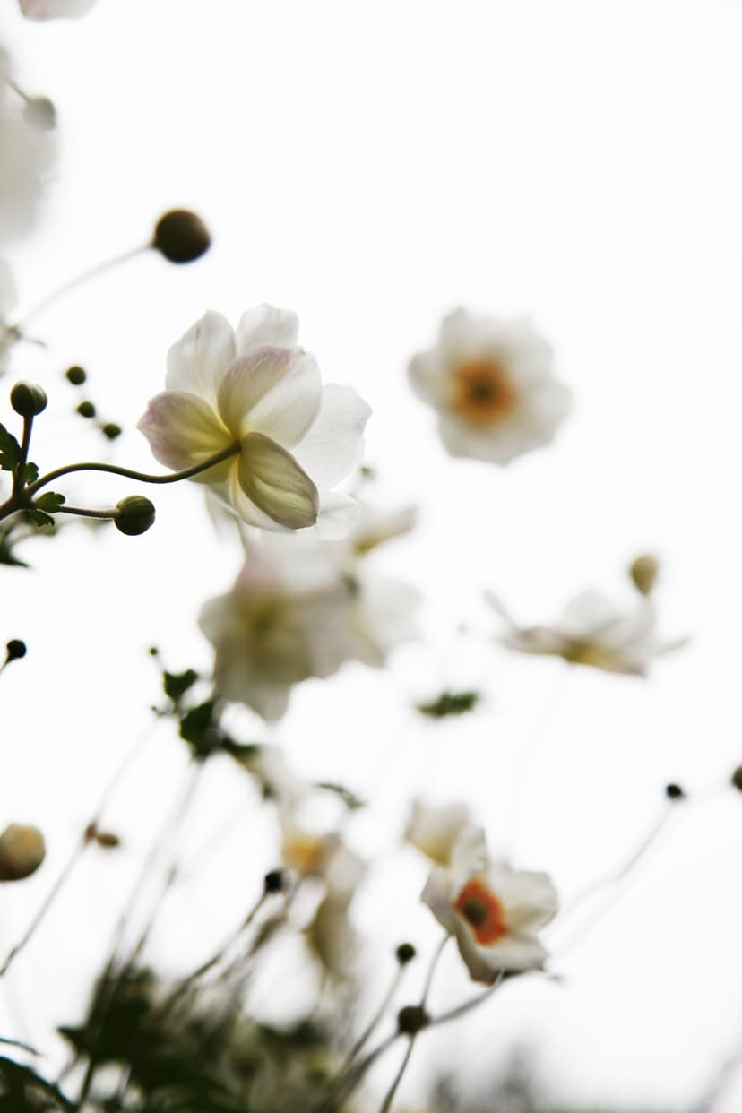White anemone flowers with orange centers and soft pink tints blur into a bright, overcast white sky view.