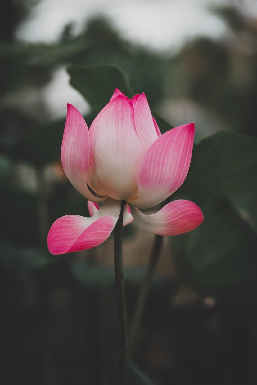 Pink lotus flower with intricate veined petals against a dark green blurred background of aquatic leaves.