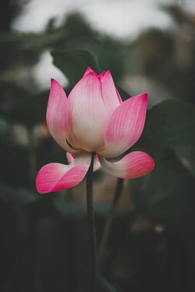 Moody Pink Lotus Petals Serene Mobile Wallpaper Background