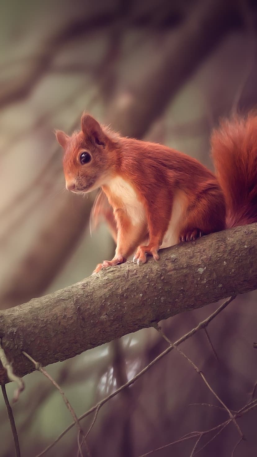 Red squirrel with ginger fur and a bushy tail sits on a tree branch against a blurred green forest background.