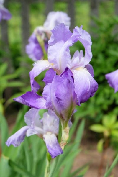 Vibrant Purple Bearded Iris Blooms for Mobile Wallpaper