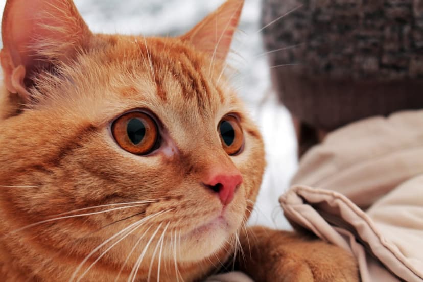 Ginger tabby cat with wide amber eyes and a pink nose held by a person in a blurry, snow-covered outdoor setting.