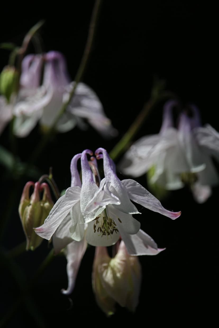 White columbine flowers with purple petal tips and yellow stamens bloom against a dark, shadowy background.