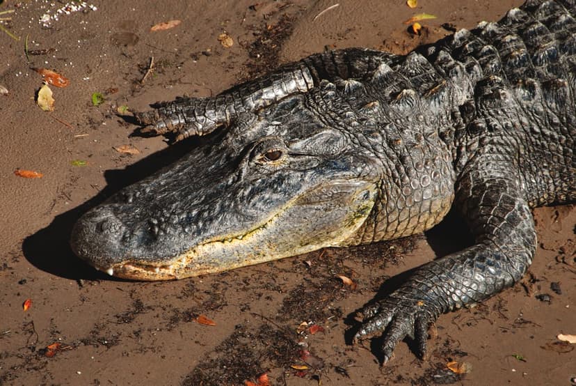 American alligator with dark scaly skin rests on damp earth among scattered autumn leaves in a close-up portrait.