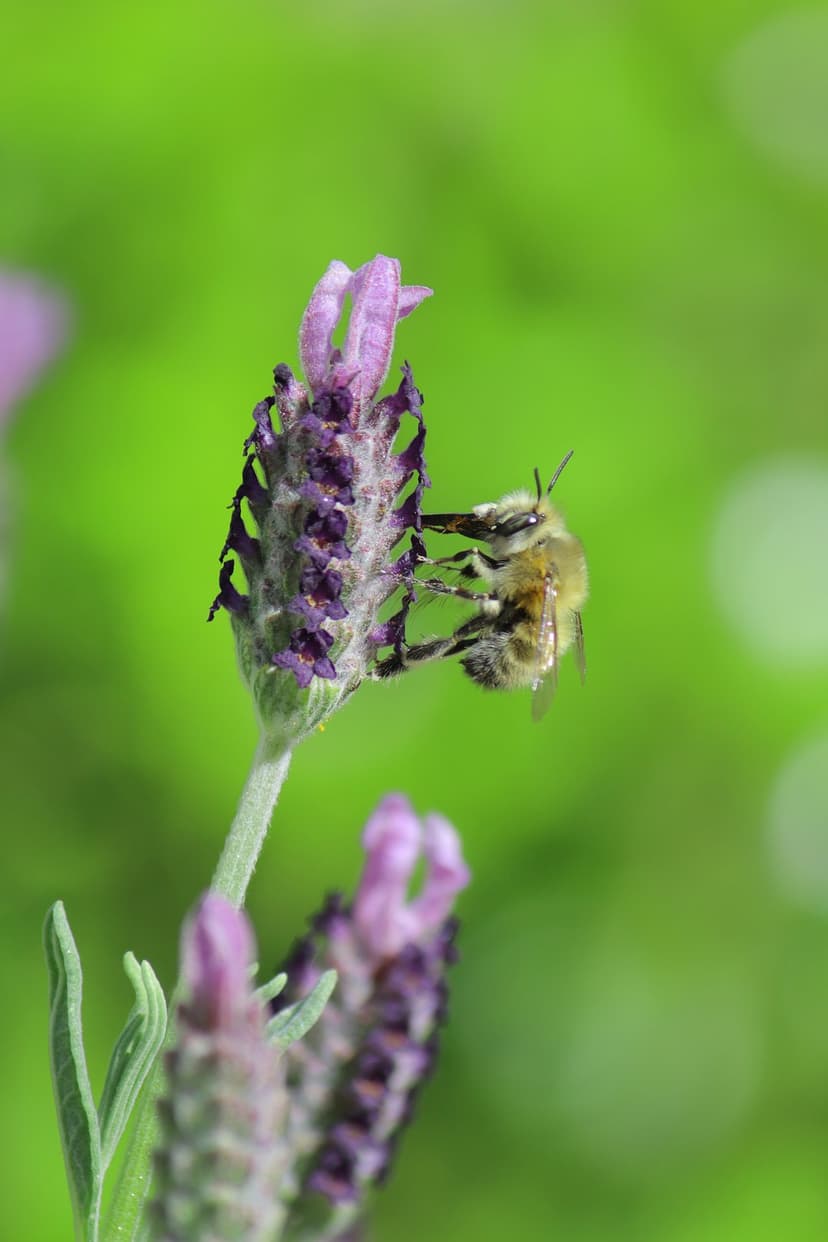 Fuzzy honeybee clinging to a purple lavender flower with a soft green blurred background in a macro photograph.