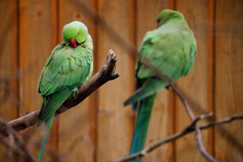 Two green parrots with red beaks sit on a wooden branch against a warm timber wall in a close-up portrait.
