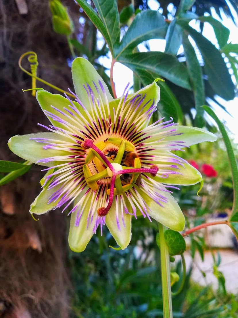 Vibrant Passiflora Bloom High-Res Phone Background