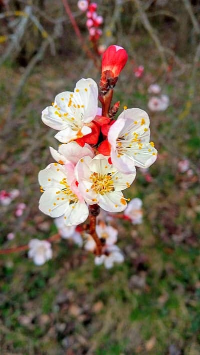 White Apricot Blossom Phone Wallpaper in Soft Spring Light