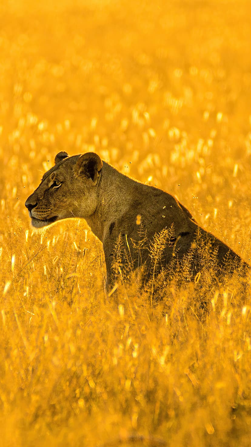 Lioness with glowing fur gazes across a sunlit savanna at dusk, captured in a vertical portrait orientation.