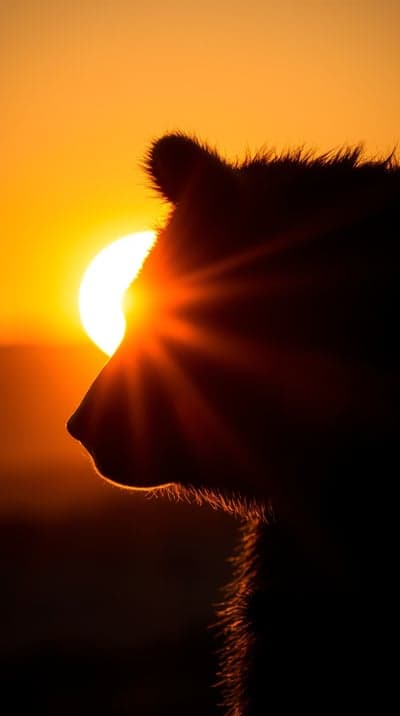 Fiery Bear Silhouette Golden Hour Tablet Wallpaper