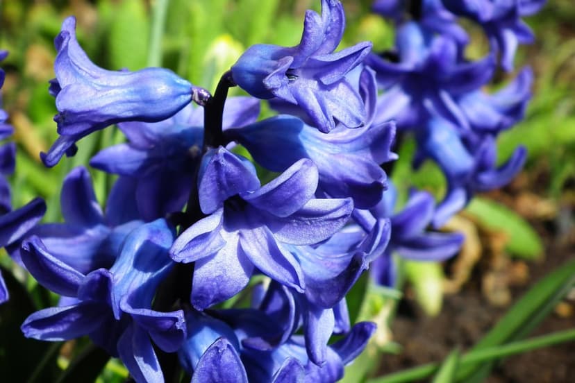 Blue hyacinth flowers with curled bell-shaped petals and fuzzy stamens set against a soft green garden background.