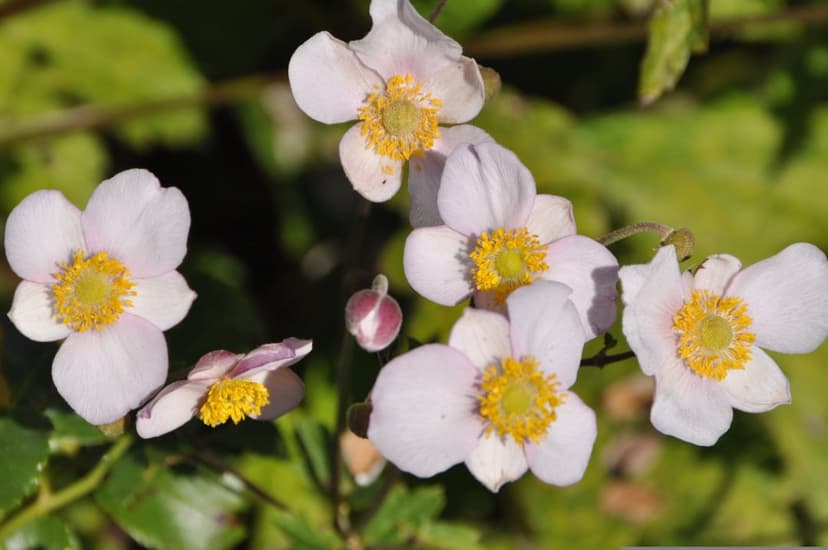Light pink anemone petals surrounding golden stamens against a blurry green leaf background in soft light.