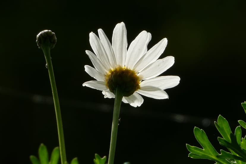Daisy petals with glowing edges stand beside a flower bud and green leaves against a dark backdrop.