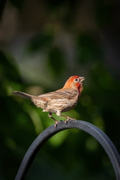 Male House Finch Sings on Perch with Blurred Green Background