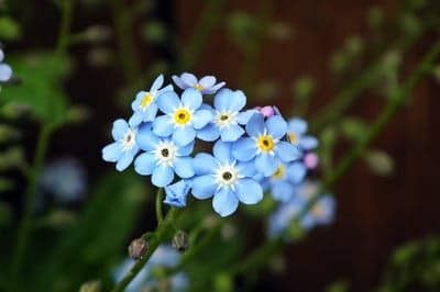 Close-up of Delicate Blue Forget-Me-Not Flowers