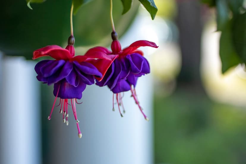Two fuchsia flowers with purple petals and pink sepals hang gracefully in front of a blurred green garden.