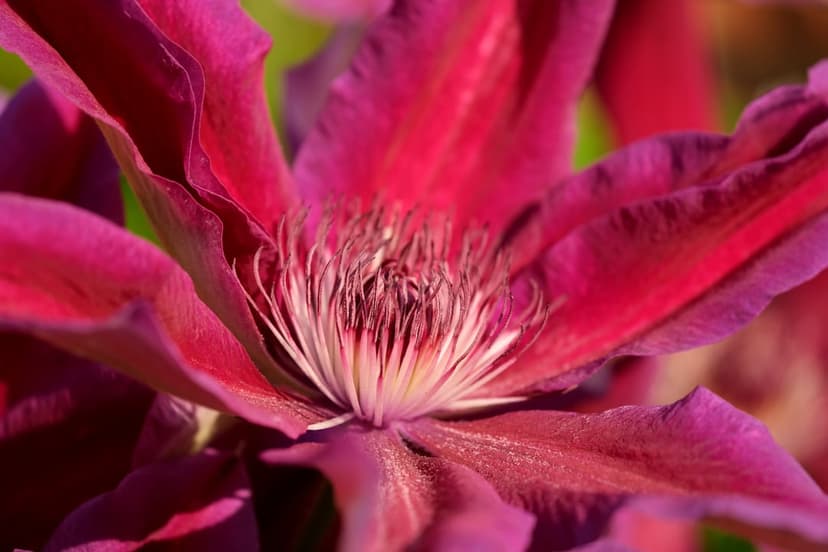 Purple clematis flower macro showing detailed white stamens and velvet magenta petals in a sharp close-up shot.
