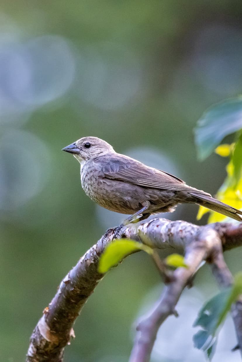 Female Brown-headed Cowbird perches on a textured tree branch against a blurred green forest backdrop.