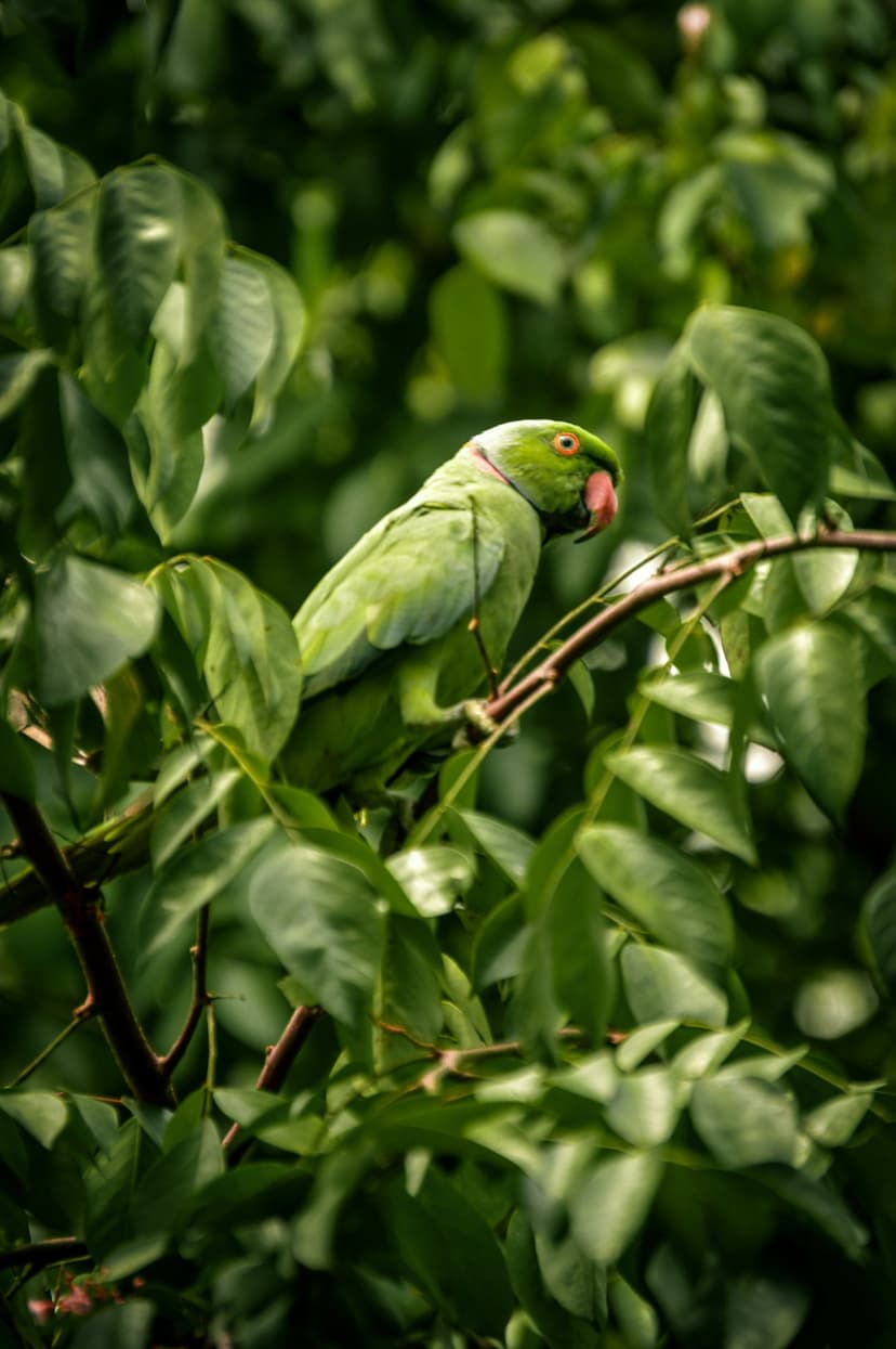 Green parrot with a red collar perches in thick tree foliage while soft light filters through the jungle canopy.