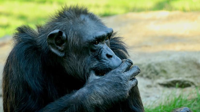 Chimpanzee with dark fur holds a hand to its mouth while looking sideways against a blurred green forest background.