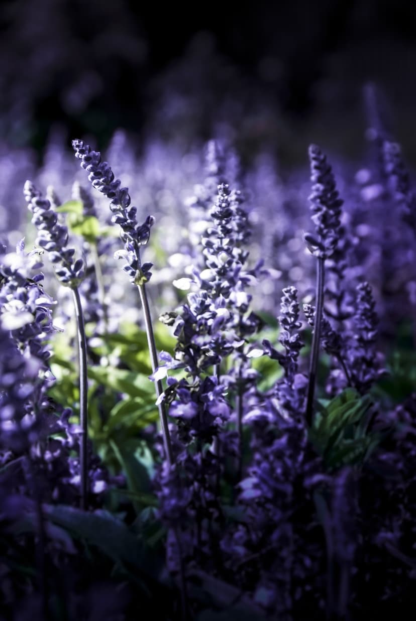 Purple salvia flower spikes with soft lighting against a dark blurred background in a portrait orientation.