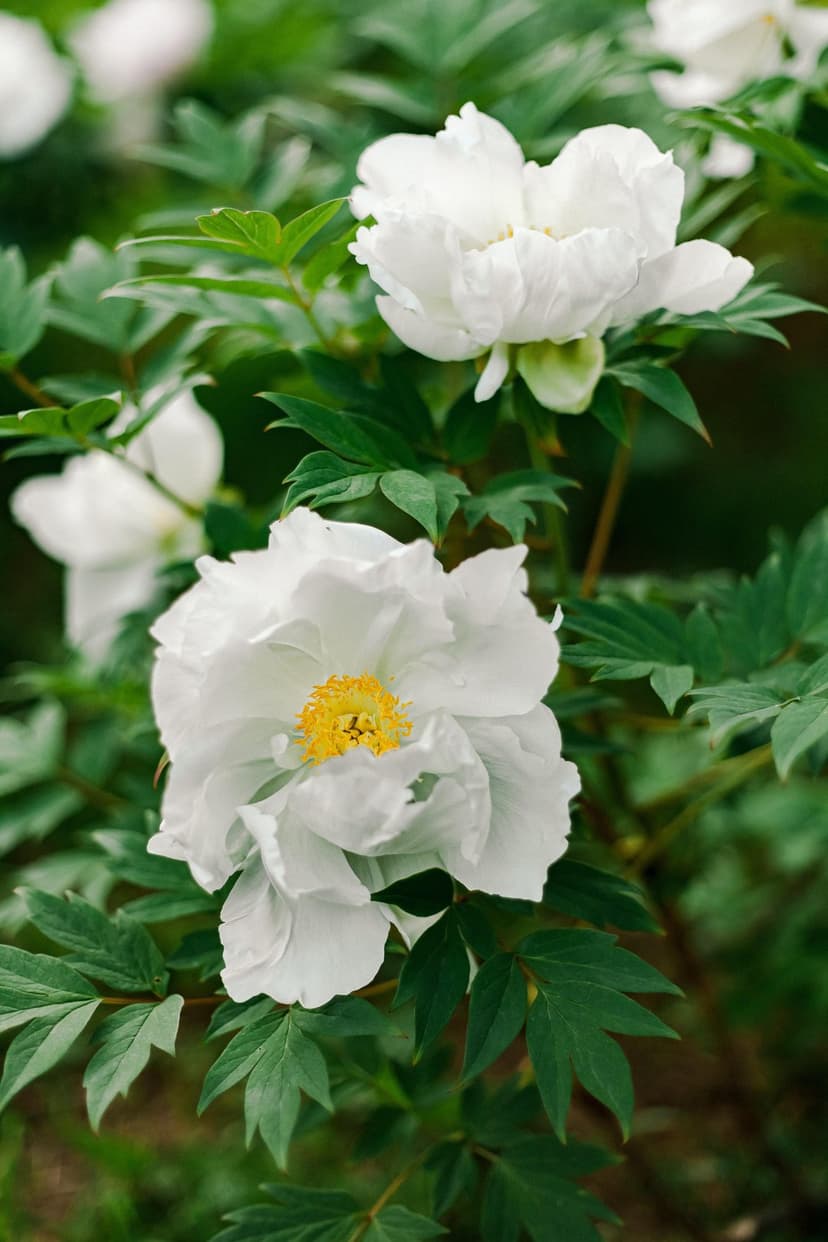 White peony flowers with ruffled petals and yellow centers surrounded by dark green leaves in a garden.