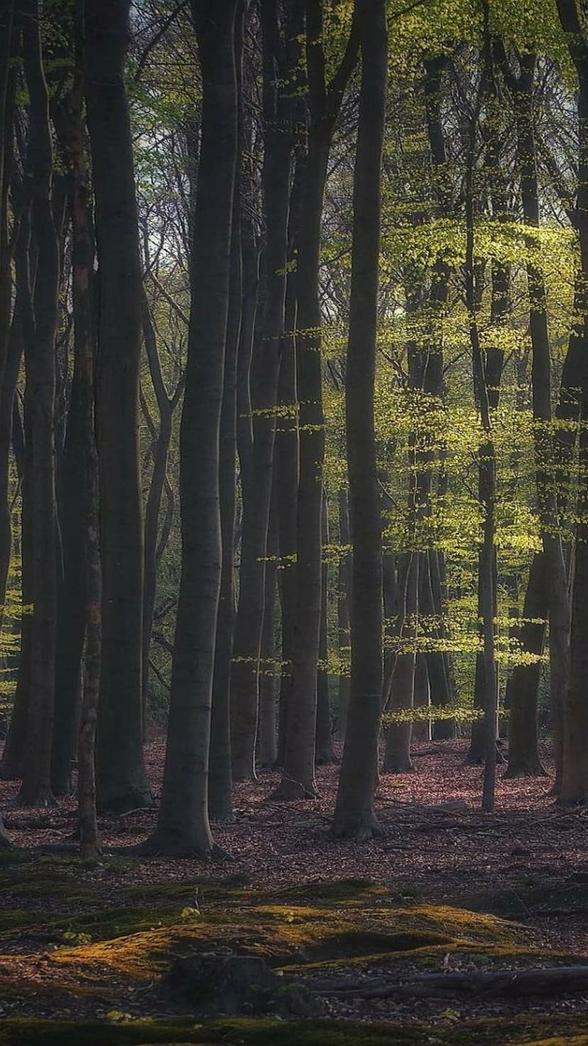 Slender tree trunks rise toward a sunlit emerald canopy with dappled light hitting the woodland floor.