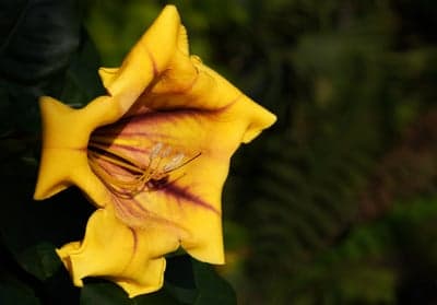 Close-up of a vibrant yellow Solandra Maxima flower