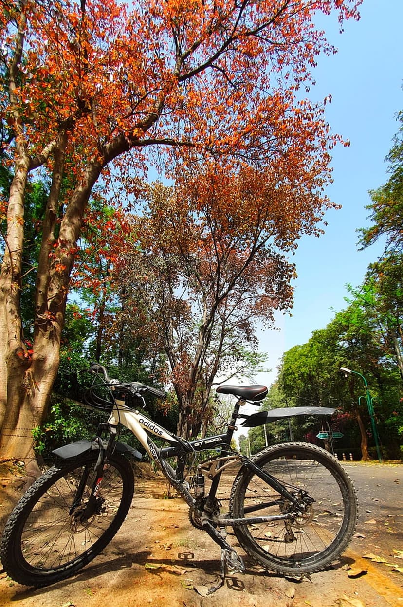 Mountain bike parked on a dirt trail under a canopy of bright orange autumn leaves against a clear blue sky.