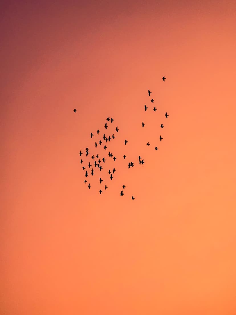 Flock of birds in silhouette soaring through a vertical gradient sky of dark violet and fiery orange during sunset.