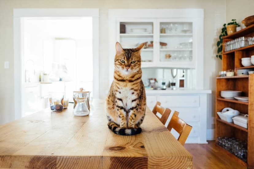 Bengal cat with spotted fur sits on a rustic wood table in a bright kitchen with white cabinets and glassware.