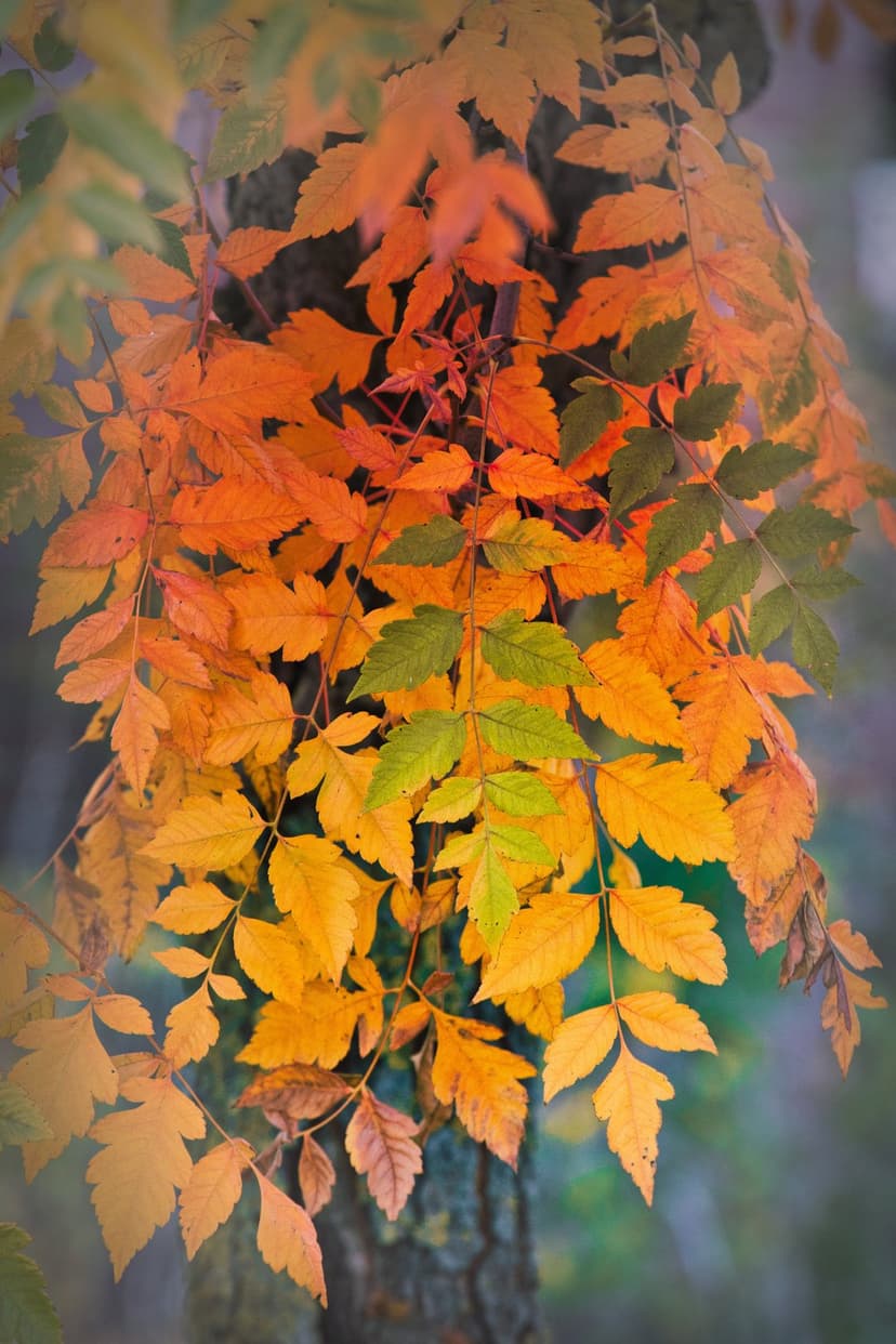 Golden and orange maple leaves cluster on a slender twig against a soft-focus forest backdrop in crisp detail.