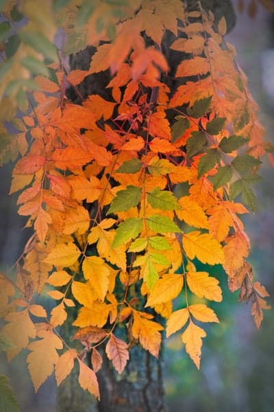 Autumn leaves in vibrant orange, yellow, and green hues