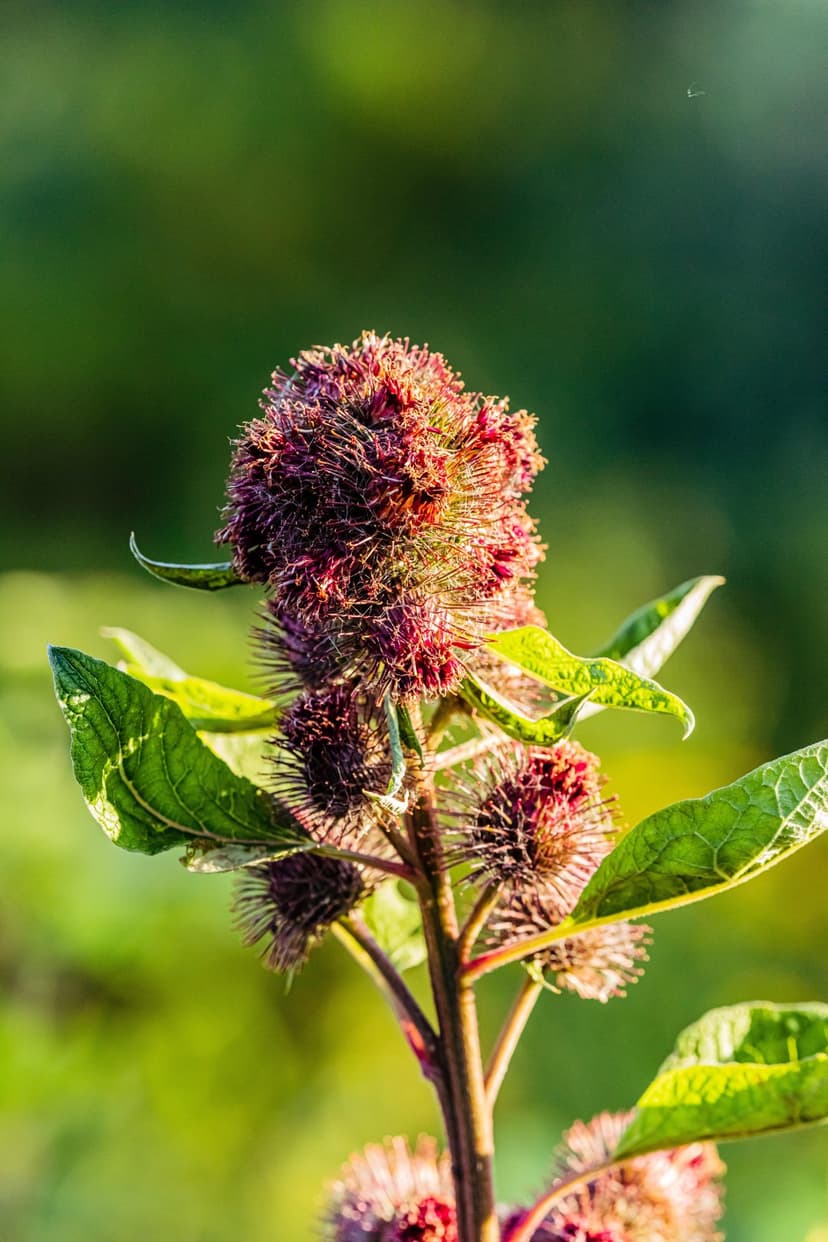Burdock seed heads with hooked spines and purple accents captured in a close-up macro shot with soft bokeh light.