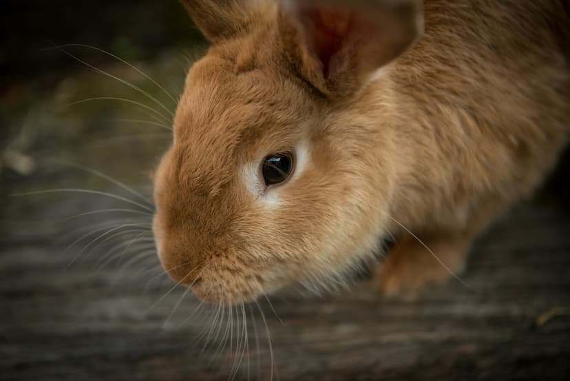 Fluffy orange bunny face with long white whiskers and a dark eye against a blurred natural background.