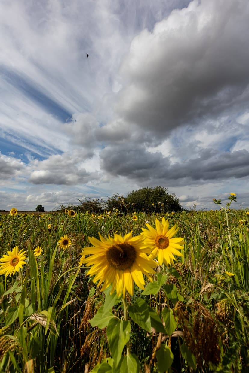 Sunflowers with bright yellow petals stand under a grey cloudy sky with a small bird flying high above them.