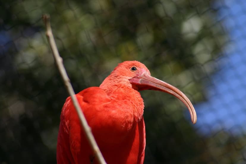 Scarlet ibis with bright red feathers and a long curved beak perches on a branch against a blurred green background