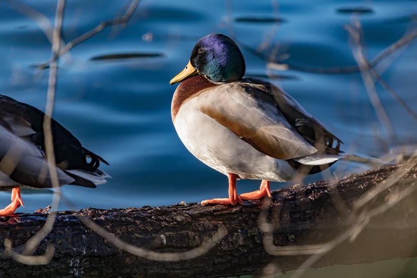 Mallard duck with a green iridescent head perched on a textured branch with orange feet against blue water.