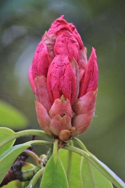 Close-up of a vibrant pink rhododendron bud about to bloom
