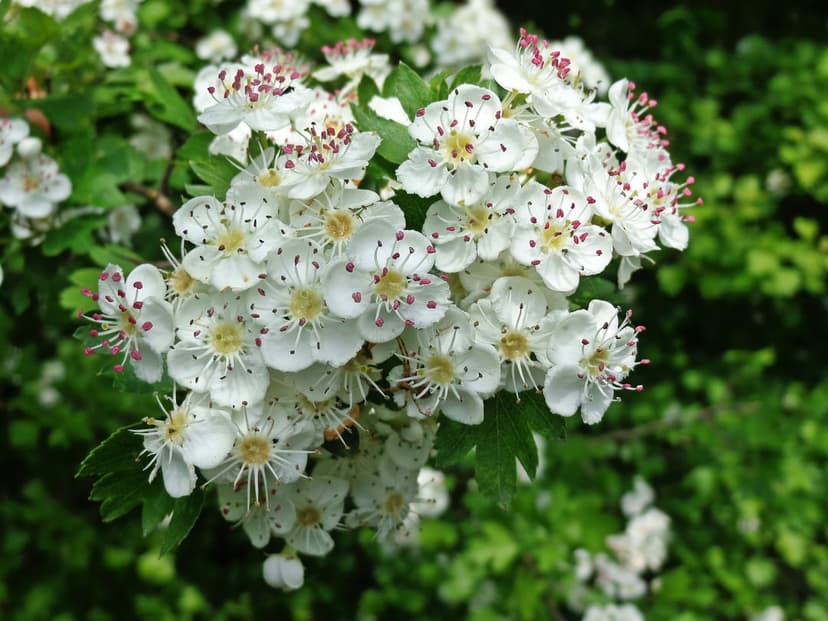 White hawthorn flowers with red anthers and yellow centers cluster closely against a blurred green leaf backdrop.
