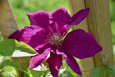 Vibrant Purple Clematis Flower on Wooden Trellis