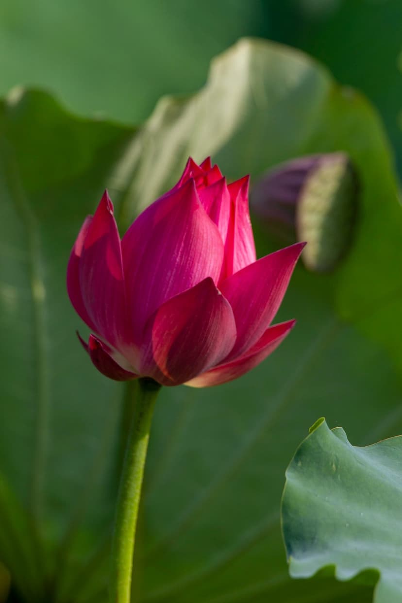 Pink lotus flower blooming with soft petals against blurred green leaves and a textured aquatic seed pod.